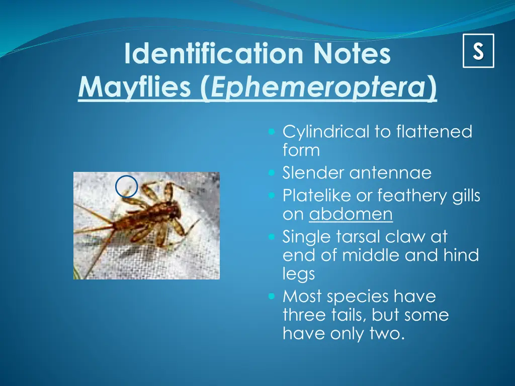 identification notes mayflies ephemeroptera