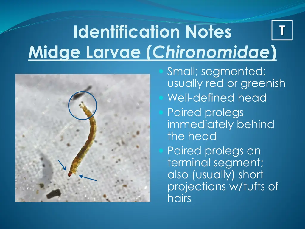 identification notes midge larvae chironomidae