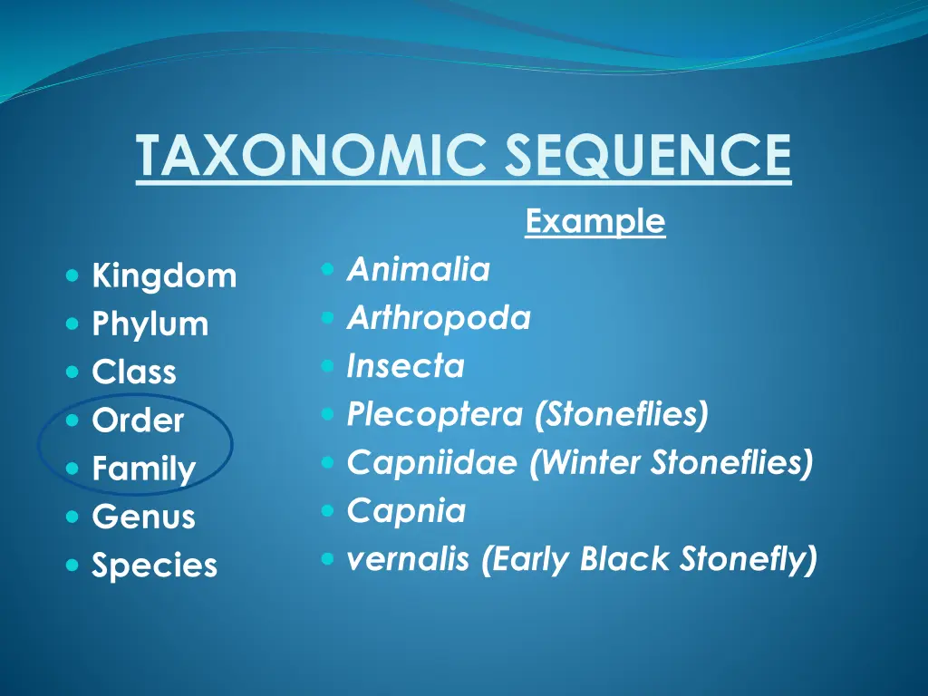 taxonomic sequence