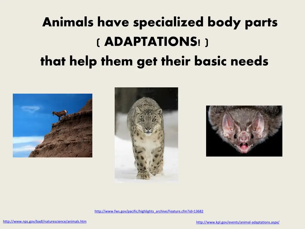 animals have specialized body parts adaptations