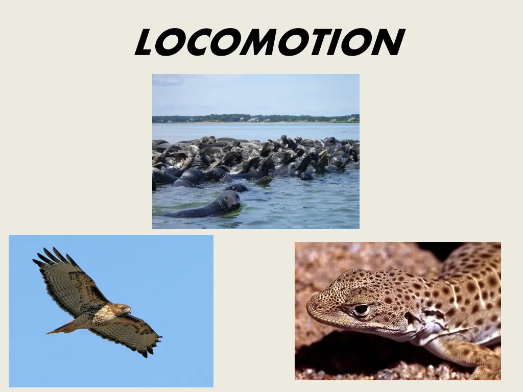 locomotion