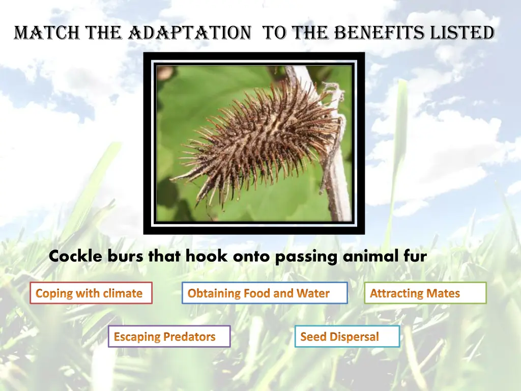 match the adaptation to the benefits listed 1