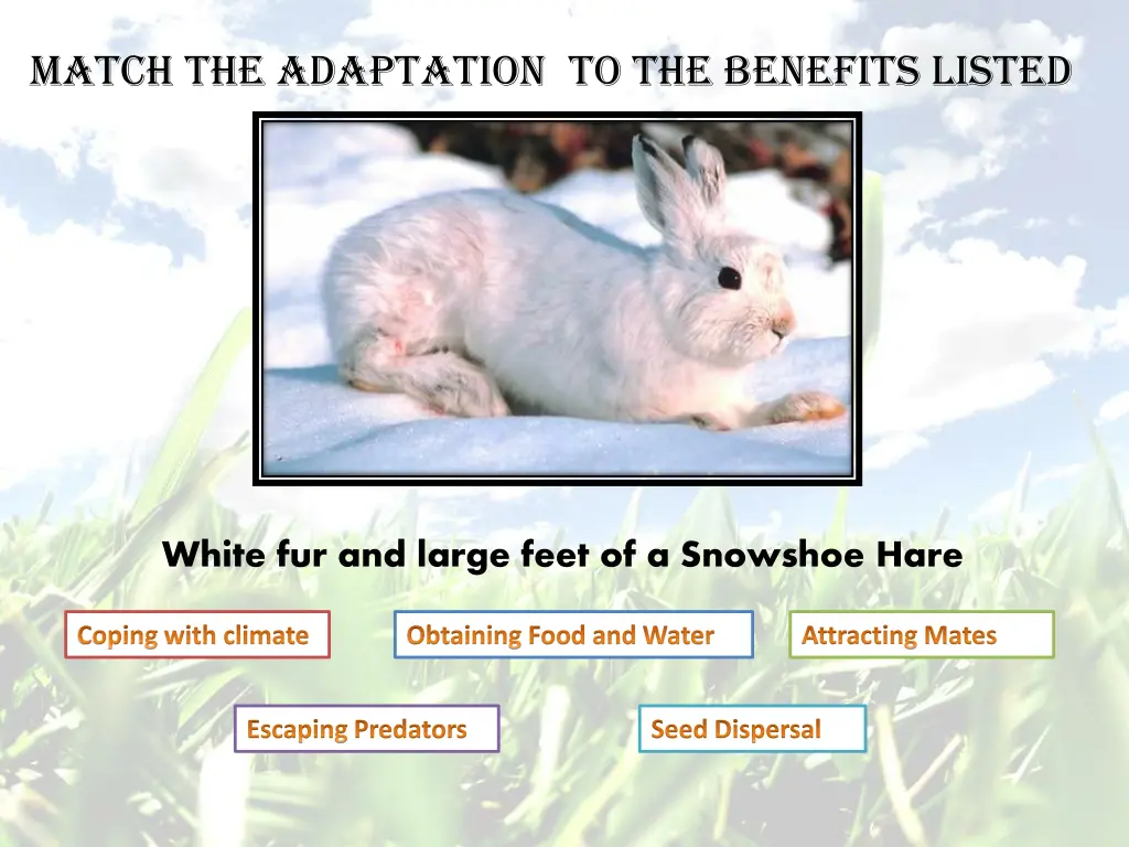 match the adaptation to the benefits listed 3