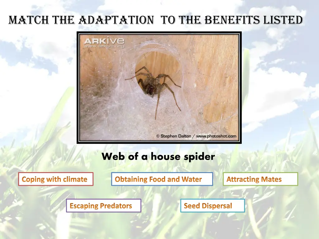 match the adaptation to the benefits listed 5