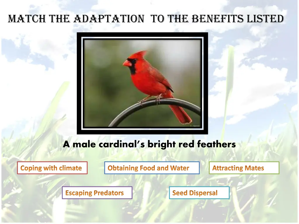 match the adaptation to the benefits listed 7