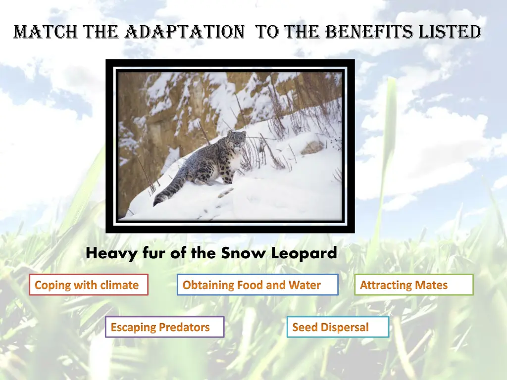 match the adaptation to the benefits listed