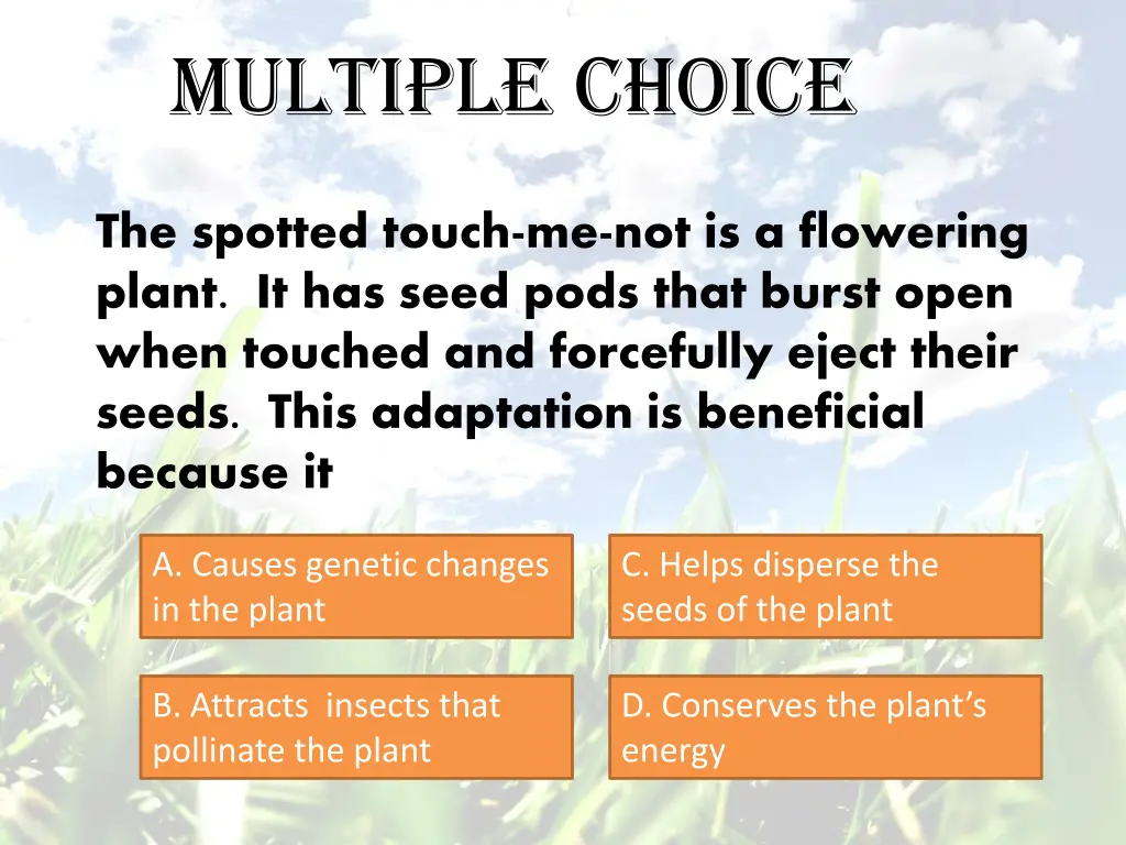 multiple choice 8