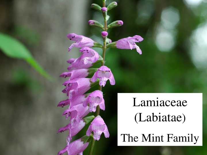 lamiaceae labiatae