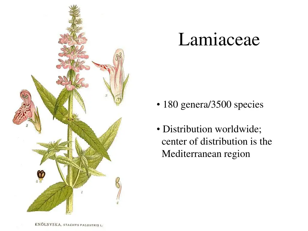 lamiaceae