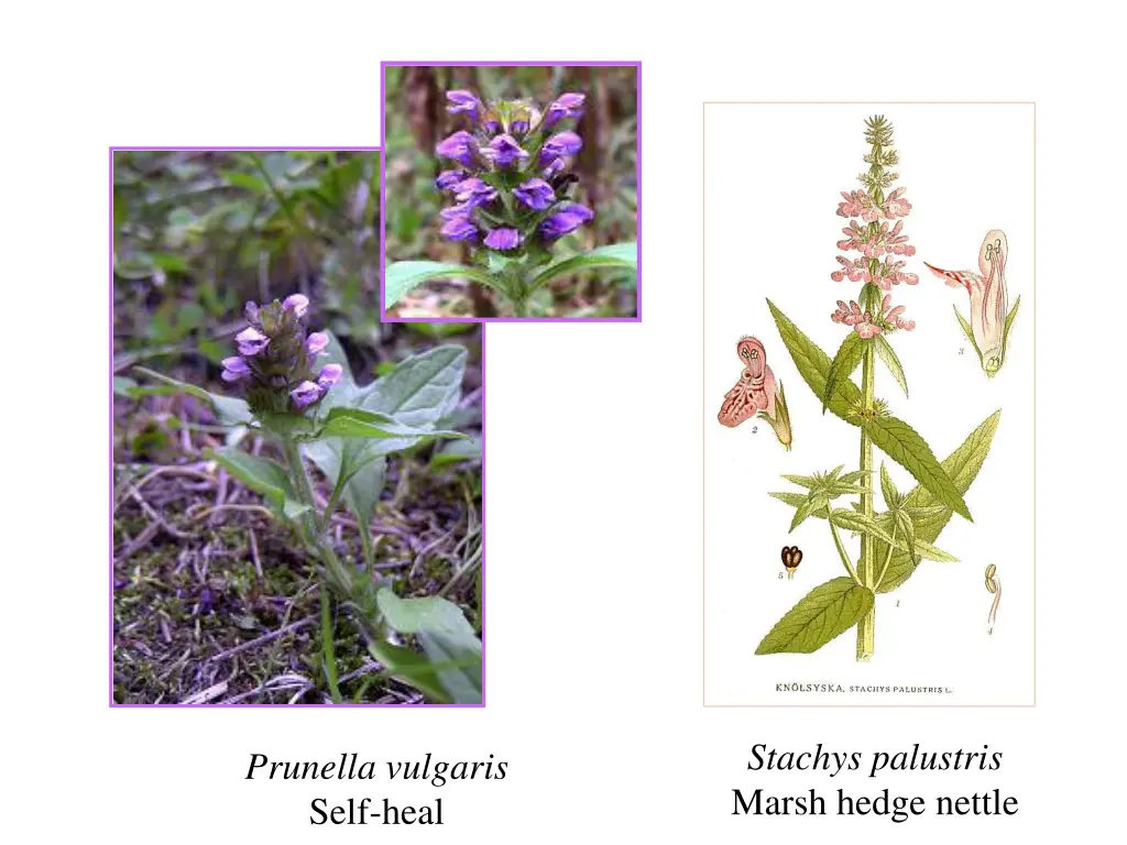 stachys palustris marsh hedge nettle