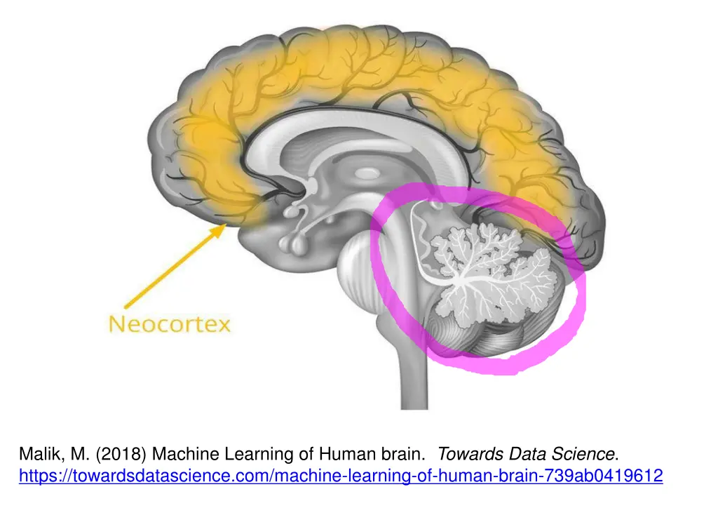 malik m 2018 machine learning of human brain