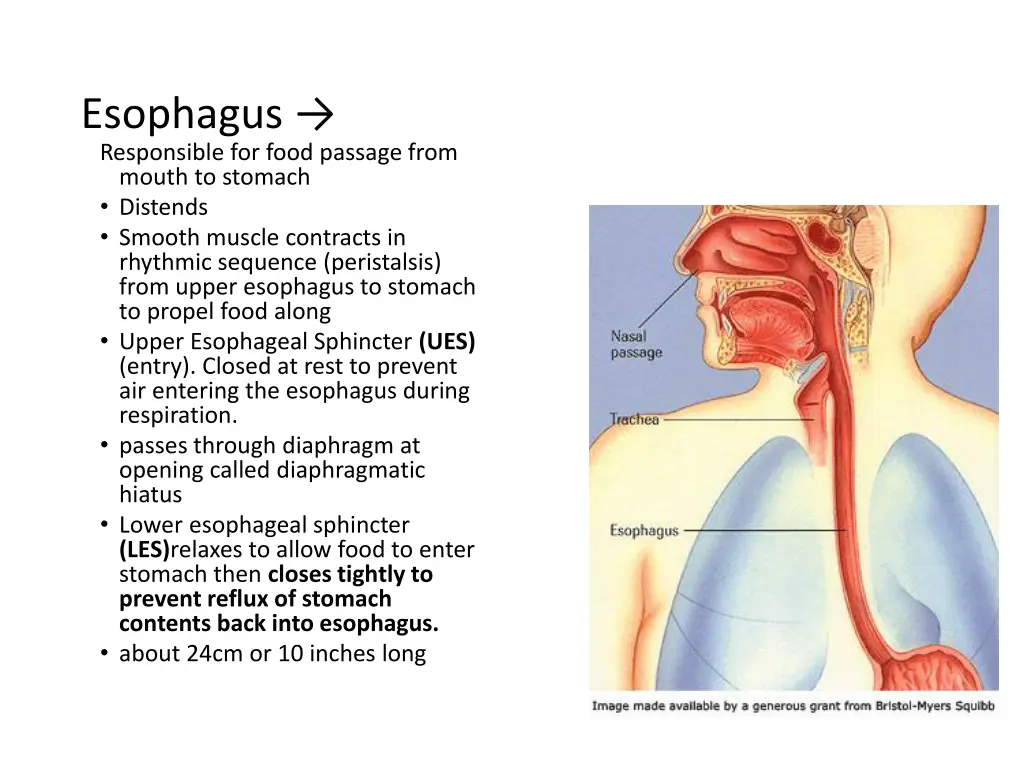 esophagus responsible for food passage from mouth