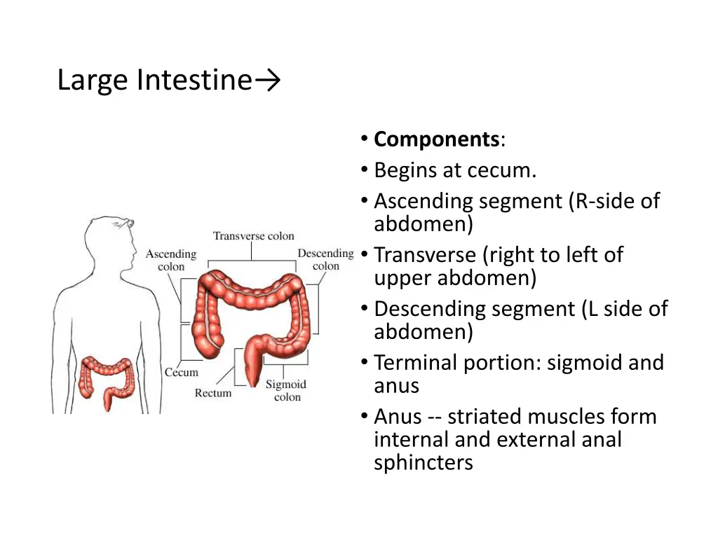 large intestine 1