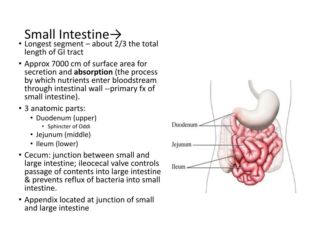 small intestine longest segment about