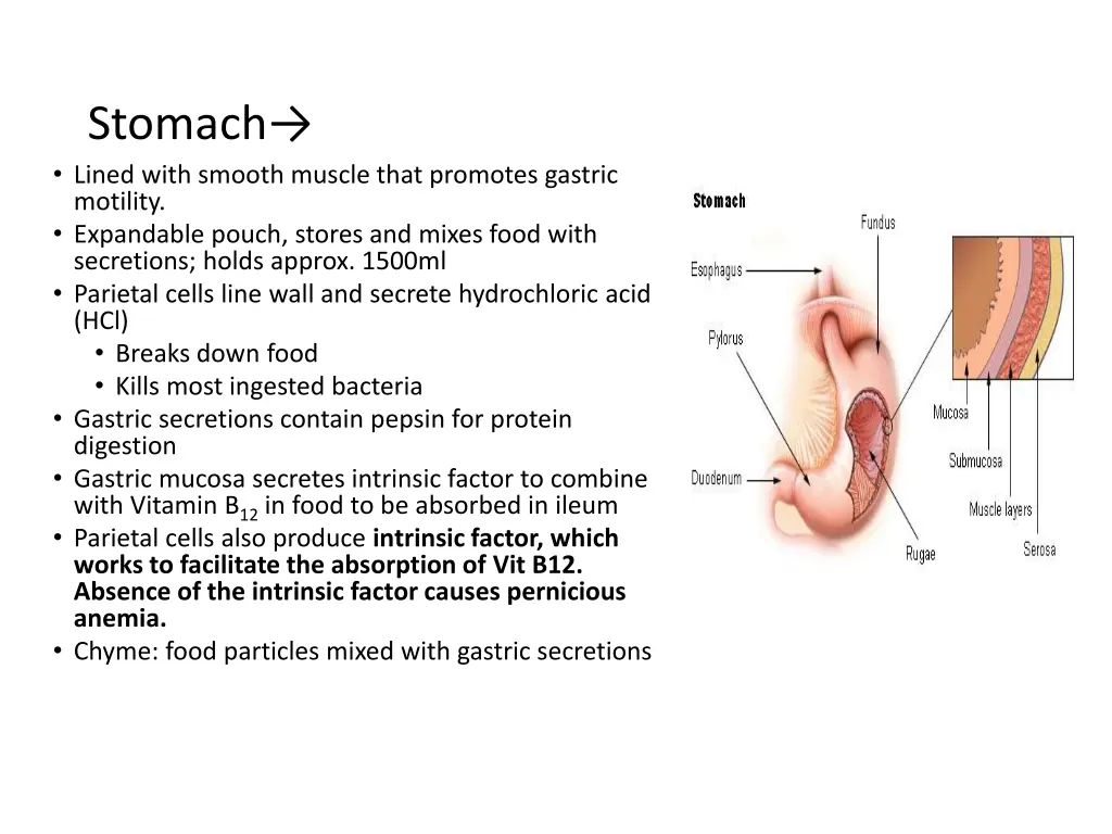 stomach lined with smooth muscle that promotes