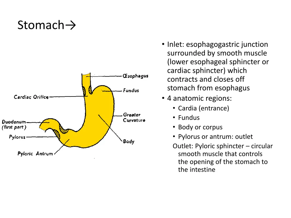 stomach