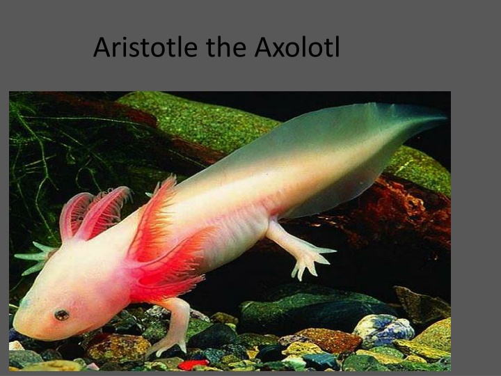 aristotle the axolotl