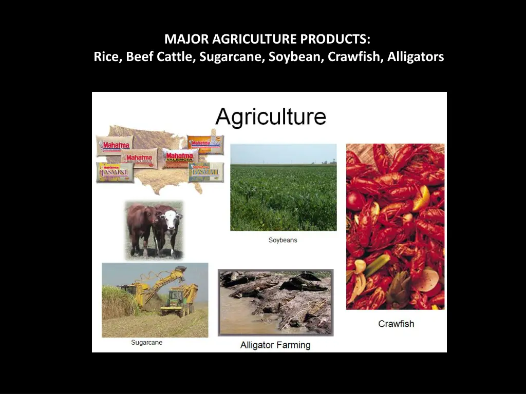 major agriculture products rice beef cattle