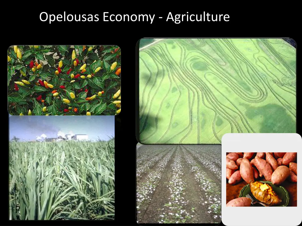 opelousas economy agriculture