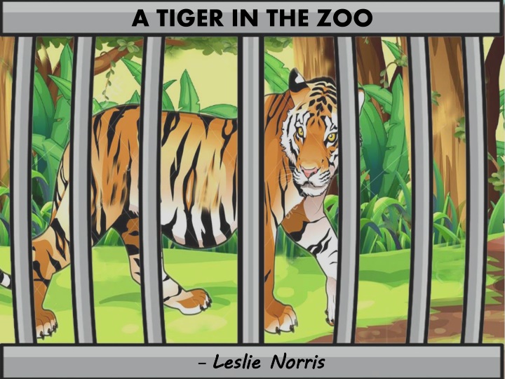 a tiger in the zoo