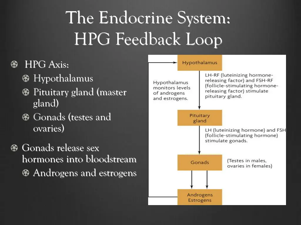 the endocrine system hpg feedback loop