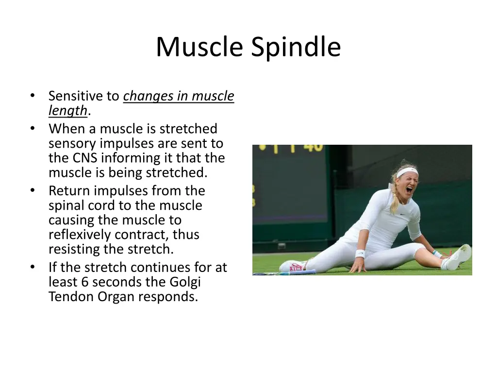 muscle spindle