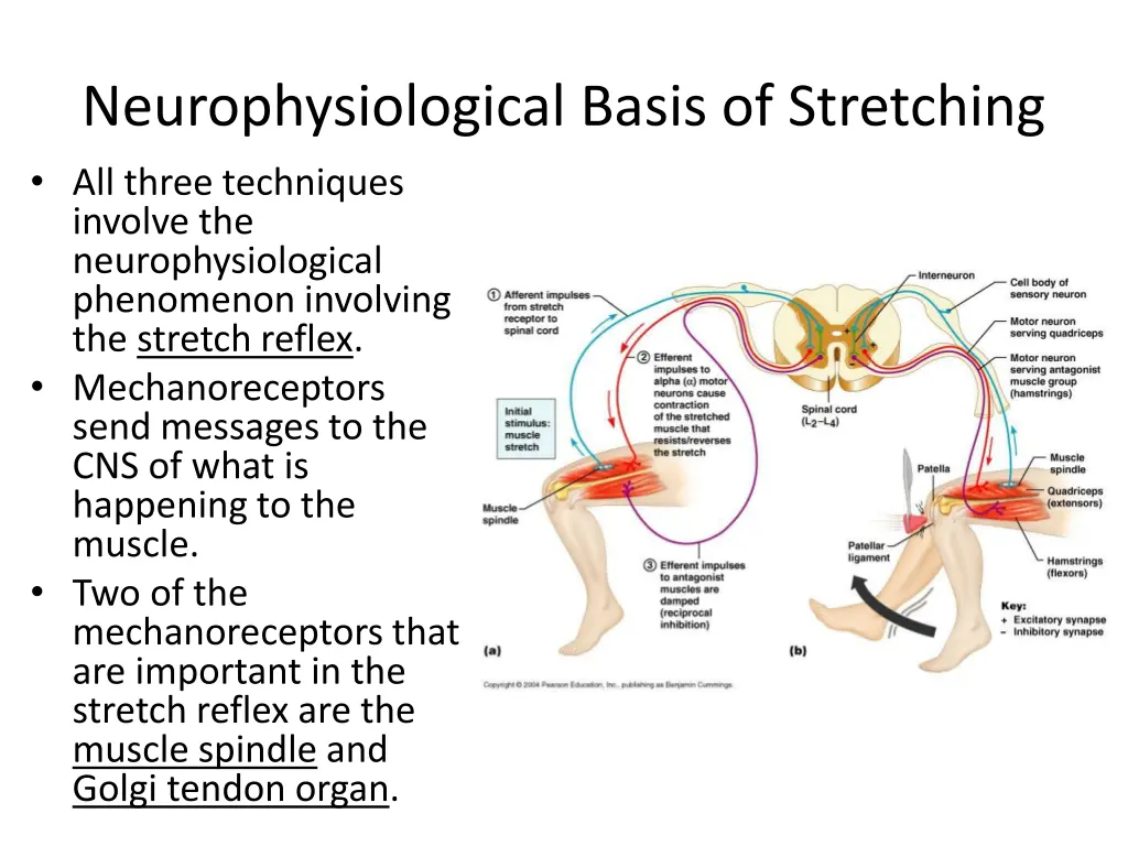 neurophysiological basis of stretching all three