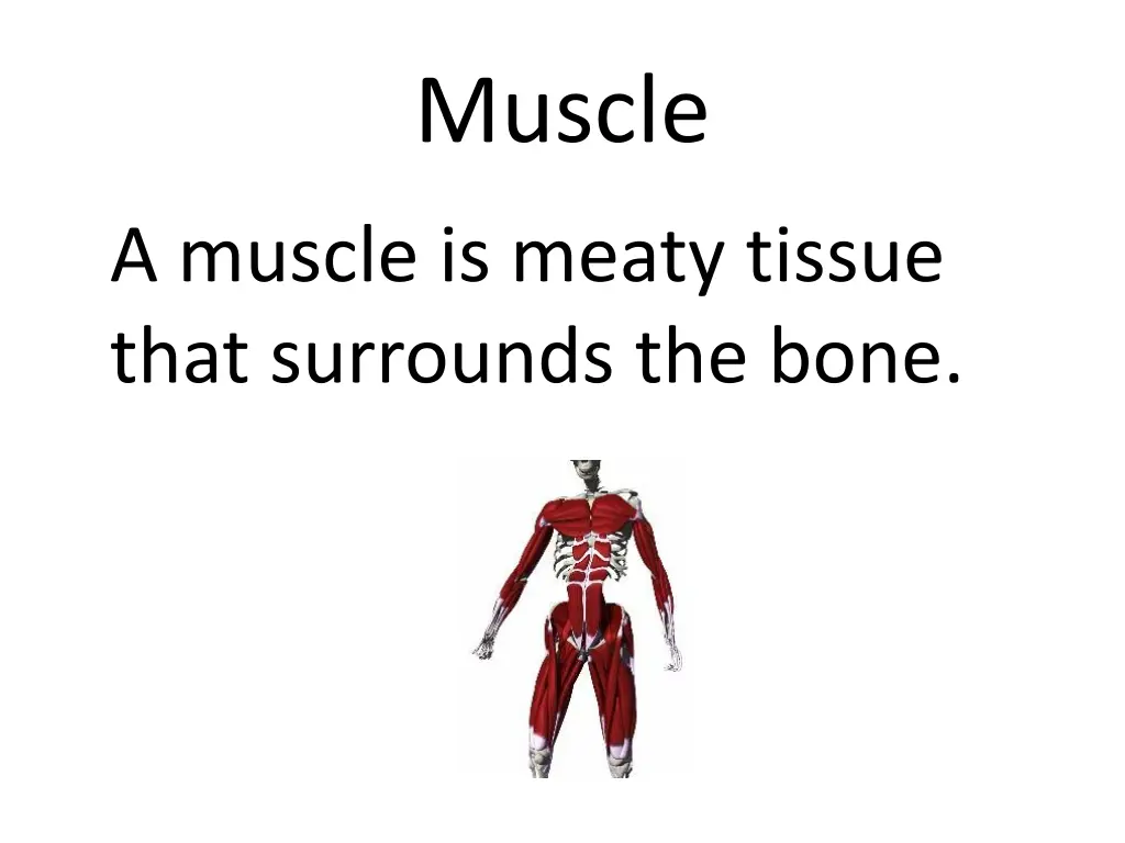 muscle