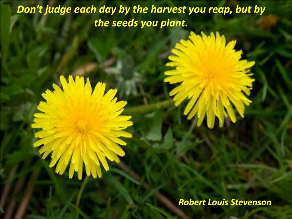 don t judge each day by the harvest you reap