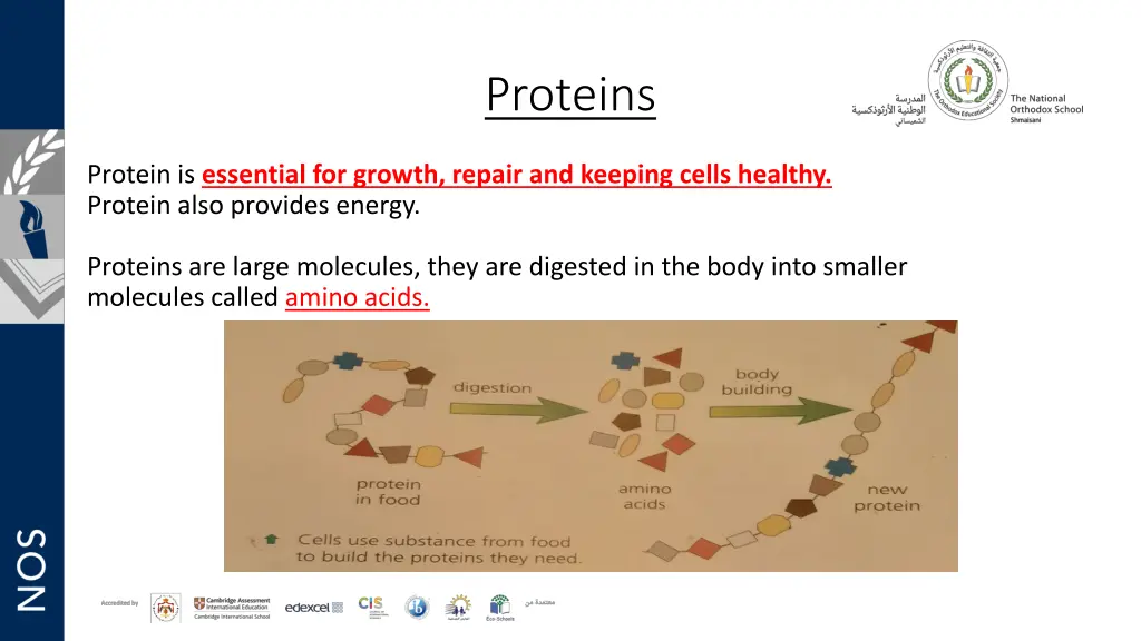 proteins