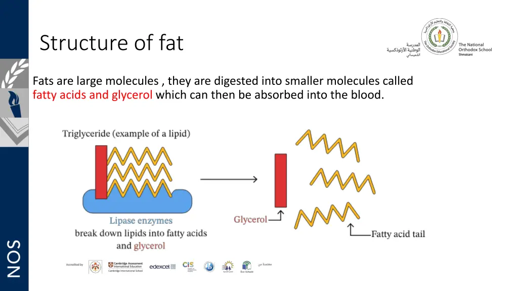 structure of fat