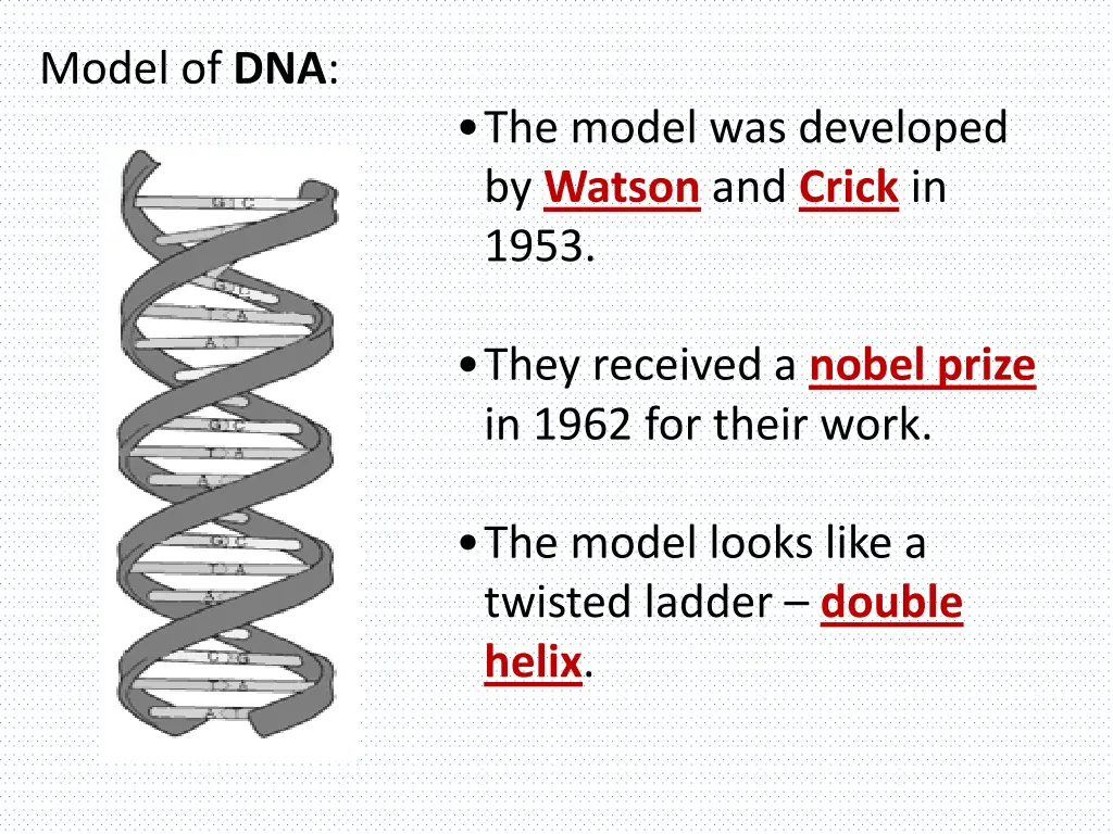 model of dna