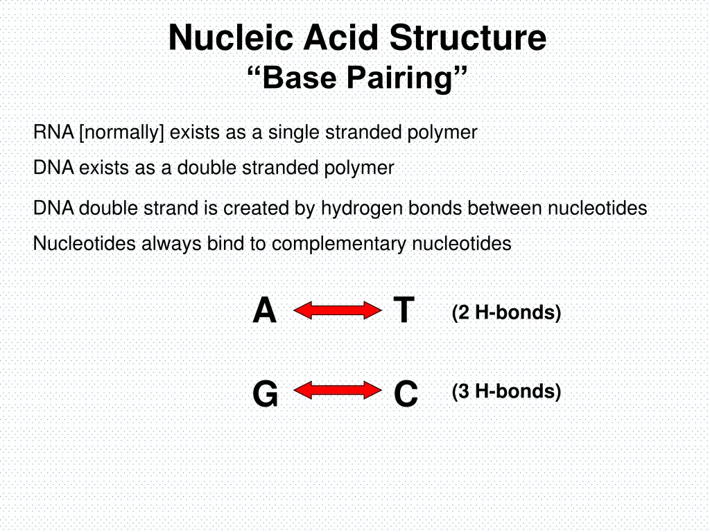 nucleic acid structure base pairing 1