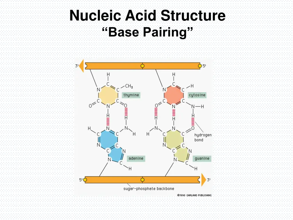 nucleic acid structure base pairing 2