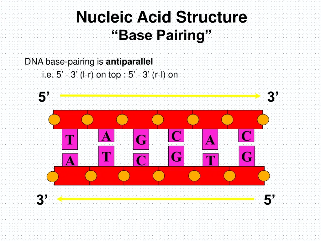 nucleic acid structure base pairing