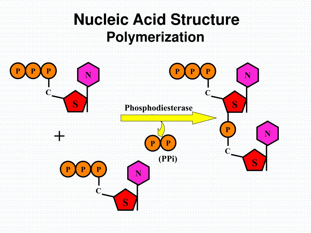 nucleic acid structure polymerization 1