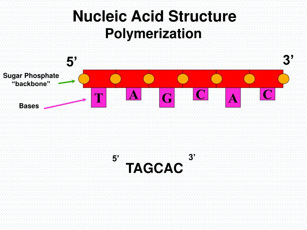 nucleic acid structure polymerization