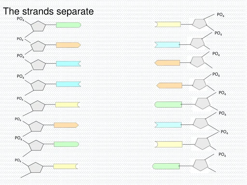 the strands separate