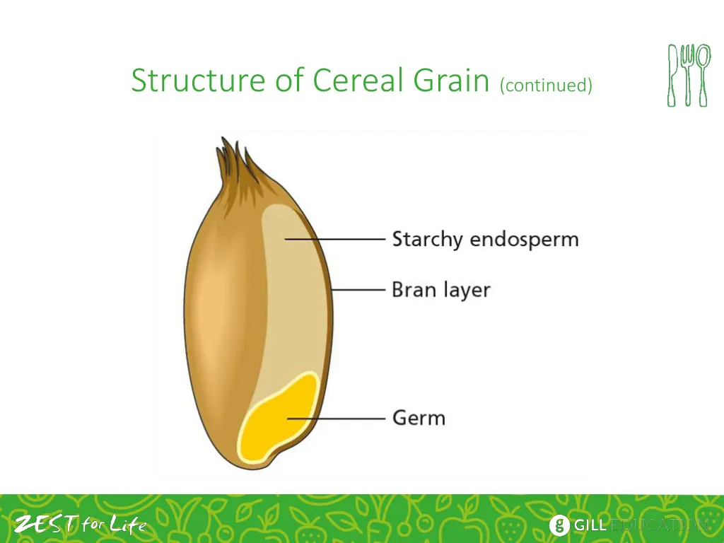 structure of cereal grain continued