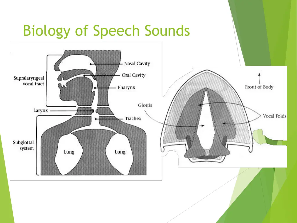 biology of speech sounds