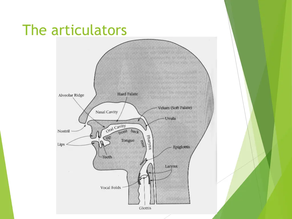 the articulators