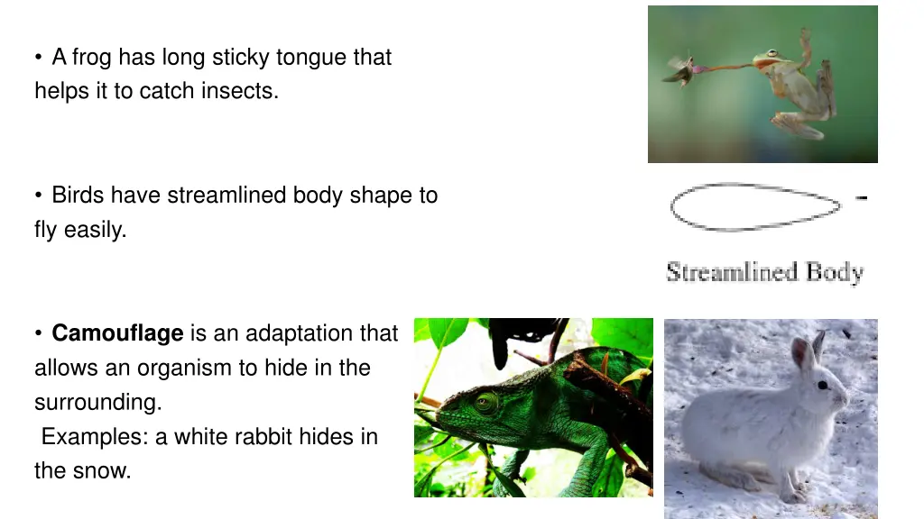 a frog has long sticky tongue that helps