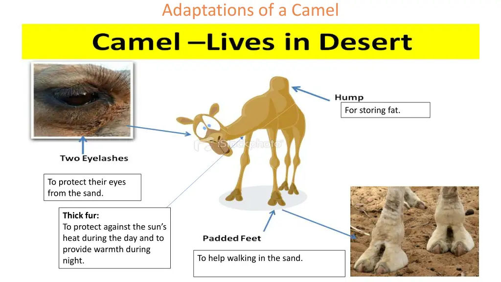 adaptations of a camel