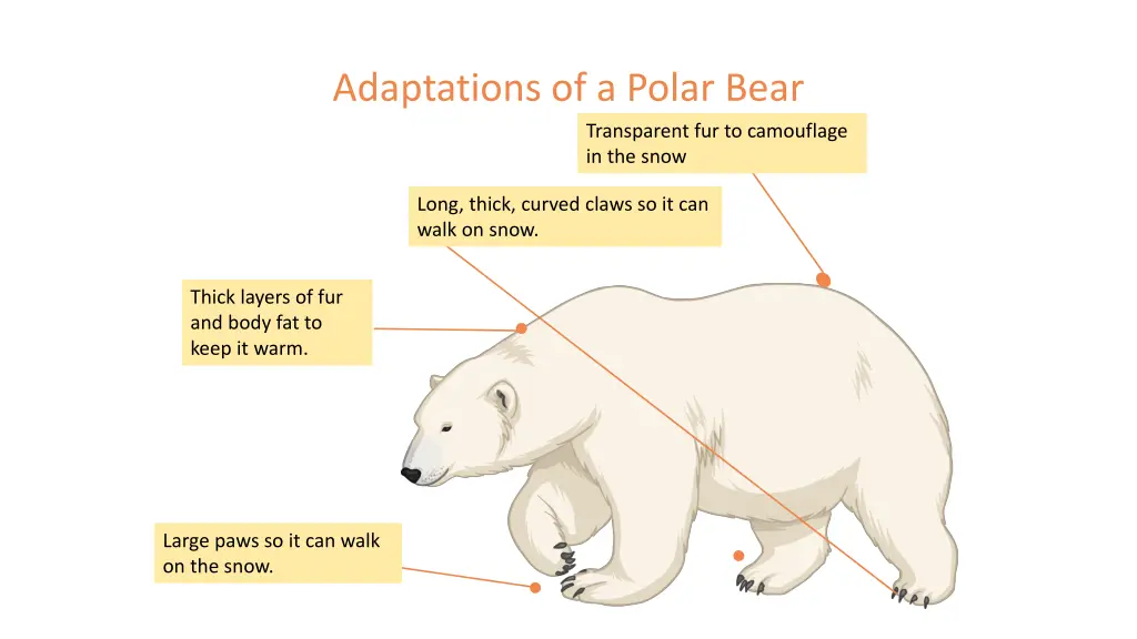 adaptations of a polar bear