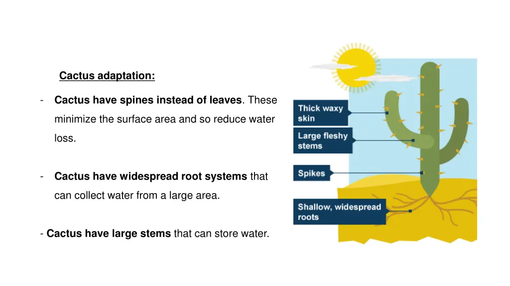 cactus adaptation