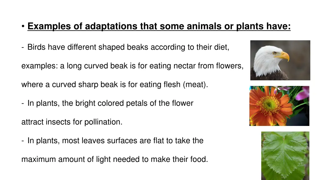 examples of adaptations that some animals