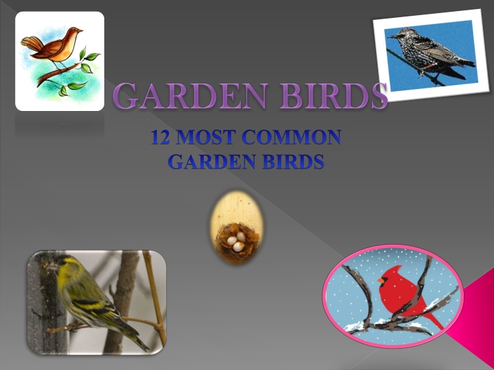 12 most common garden birds