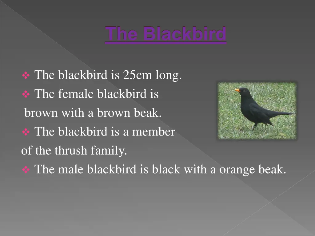 the blackbird