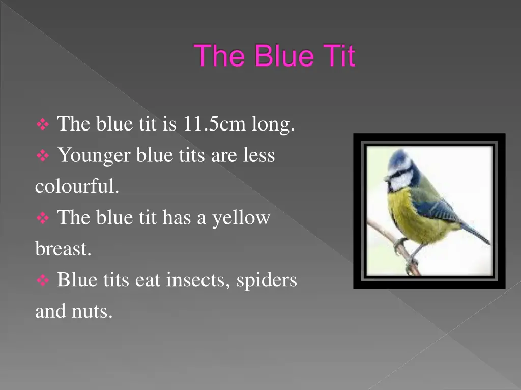 the blue tit