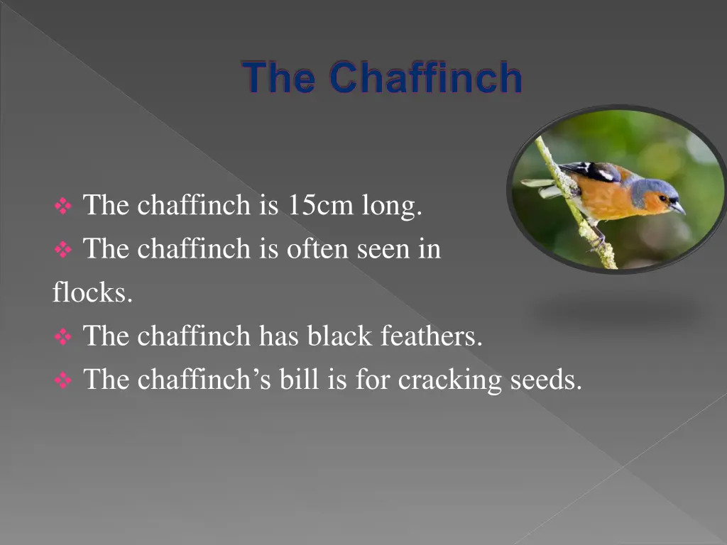 the chaffinch